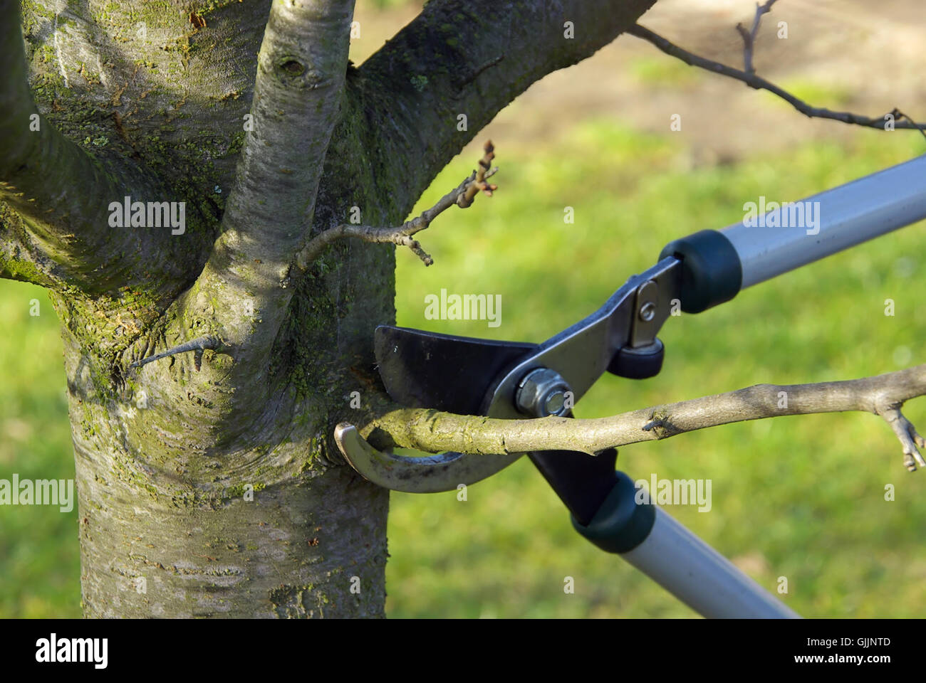 tree branch cut Stock Photo Alamy