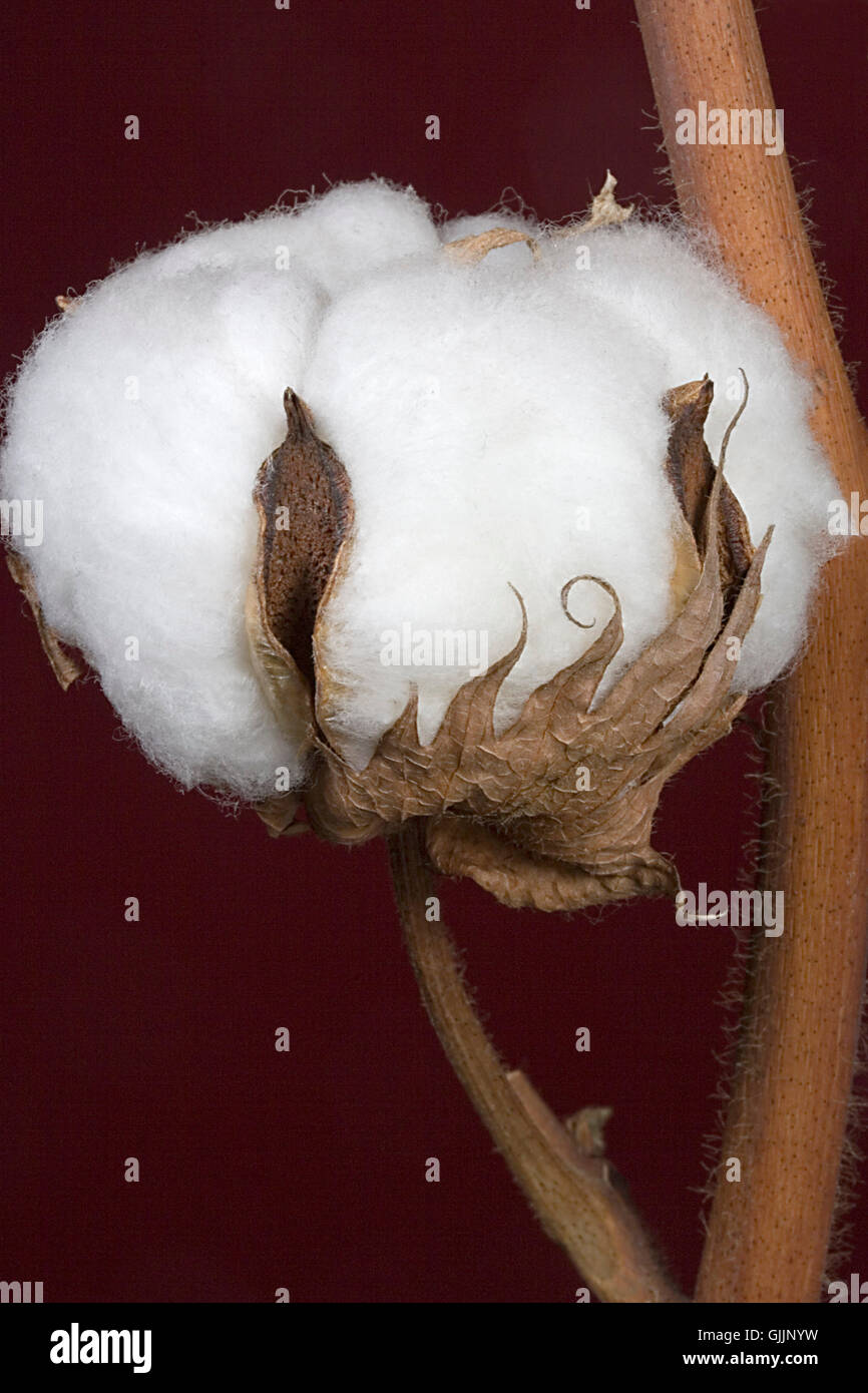 raw material cotton plant Stock Photo