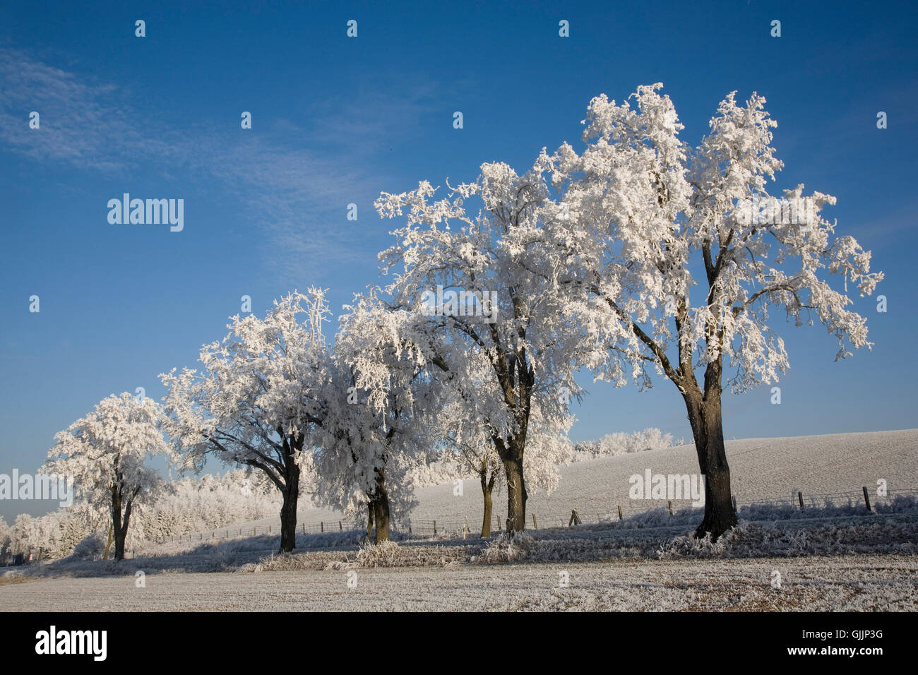 tree trees winter Stock Photo