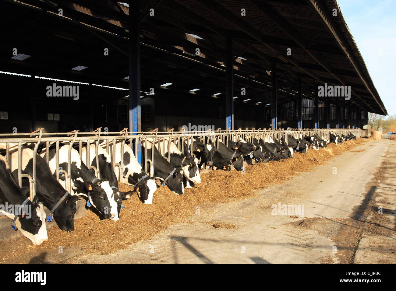 Intensive Farming Cattle sheep-farming-in-semi-intensive-system-farming-sheepfarming