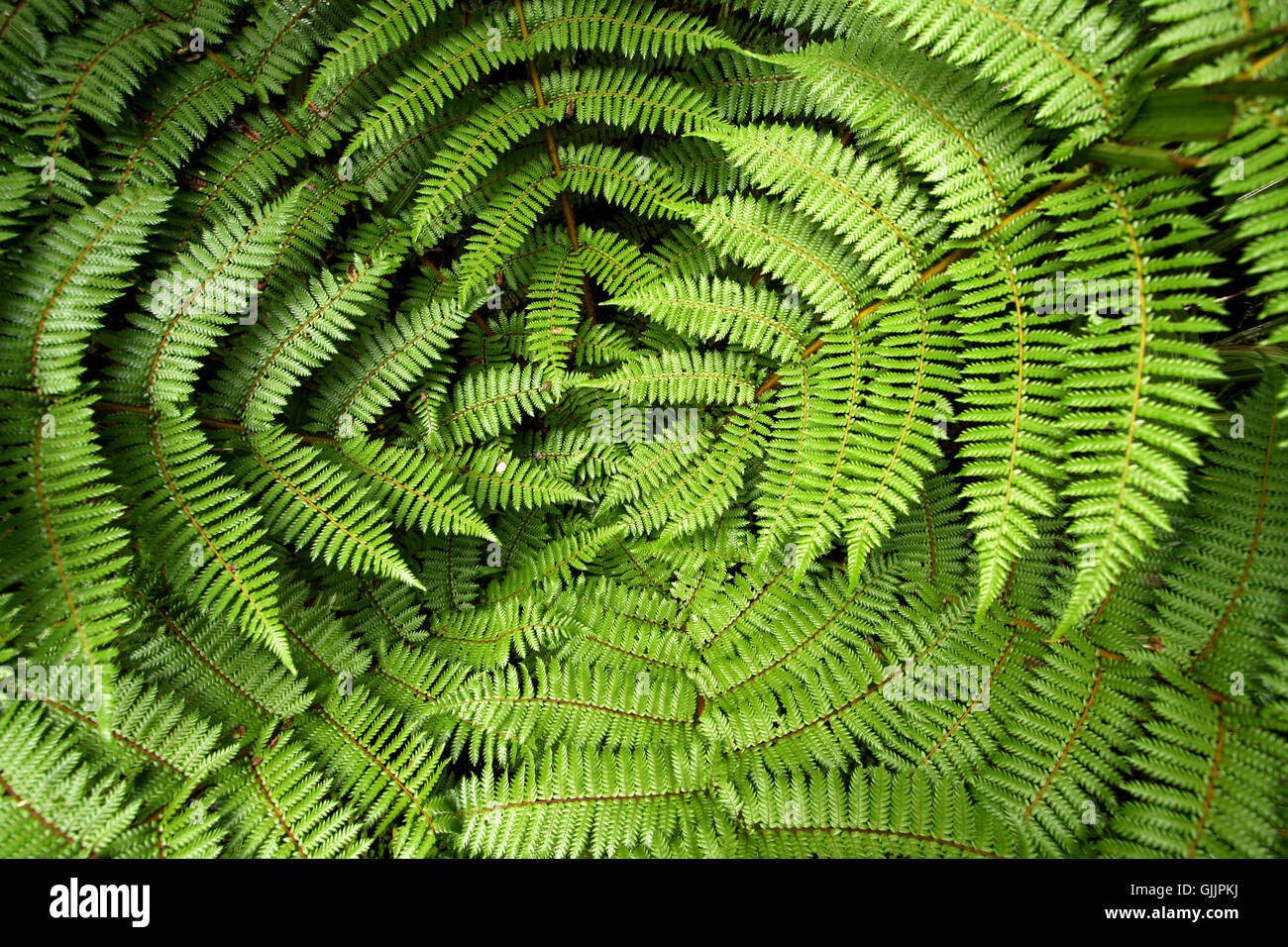green new zealand fern Stock Photo Alamy