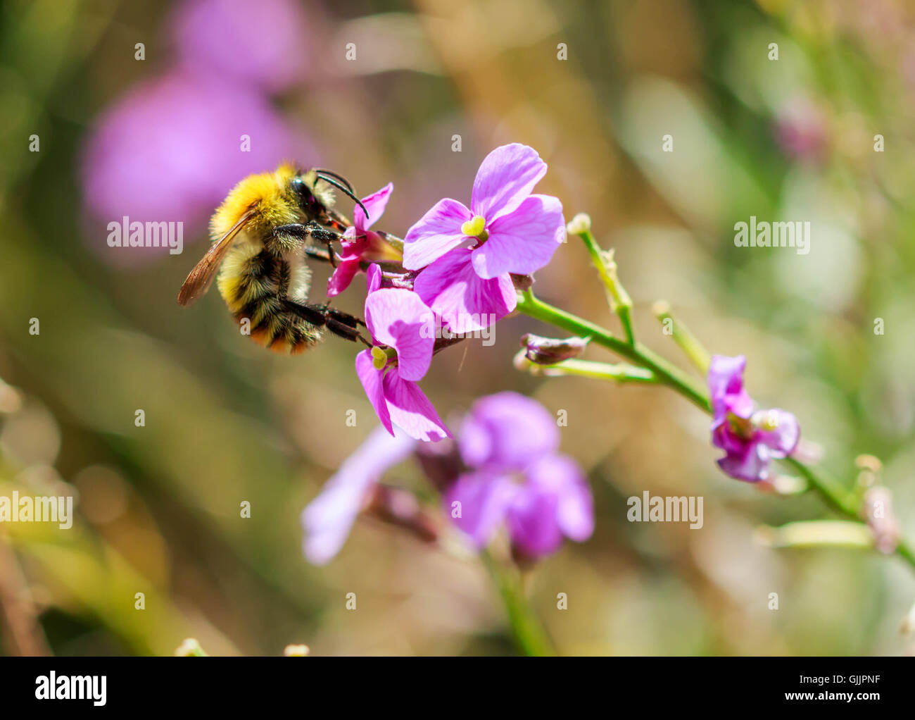 Bee and flower close up photography. Bees are flying insects closely