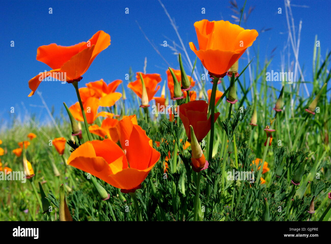 flower plant california Stock Photo Alamy