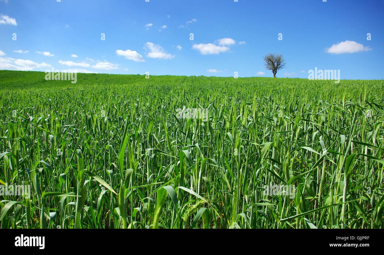 Tree Shine tree shine shines Stock Photo - Alamy