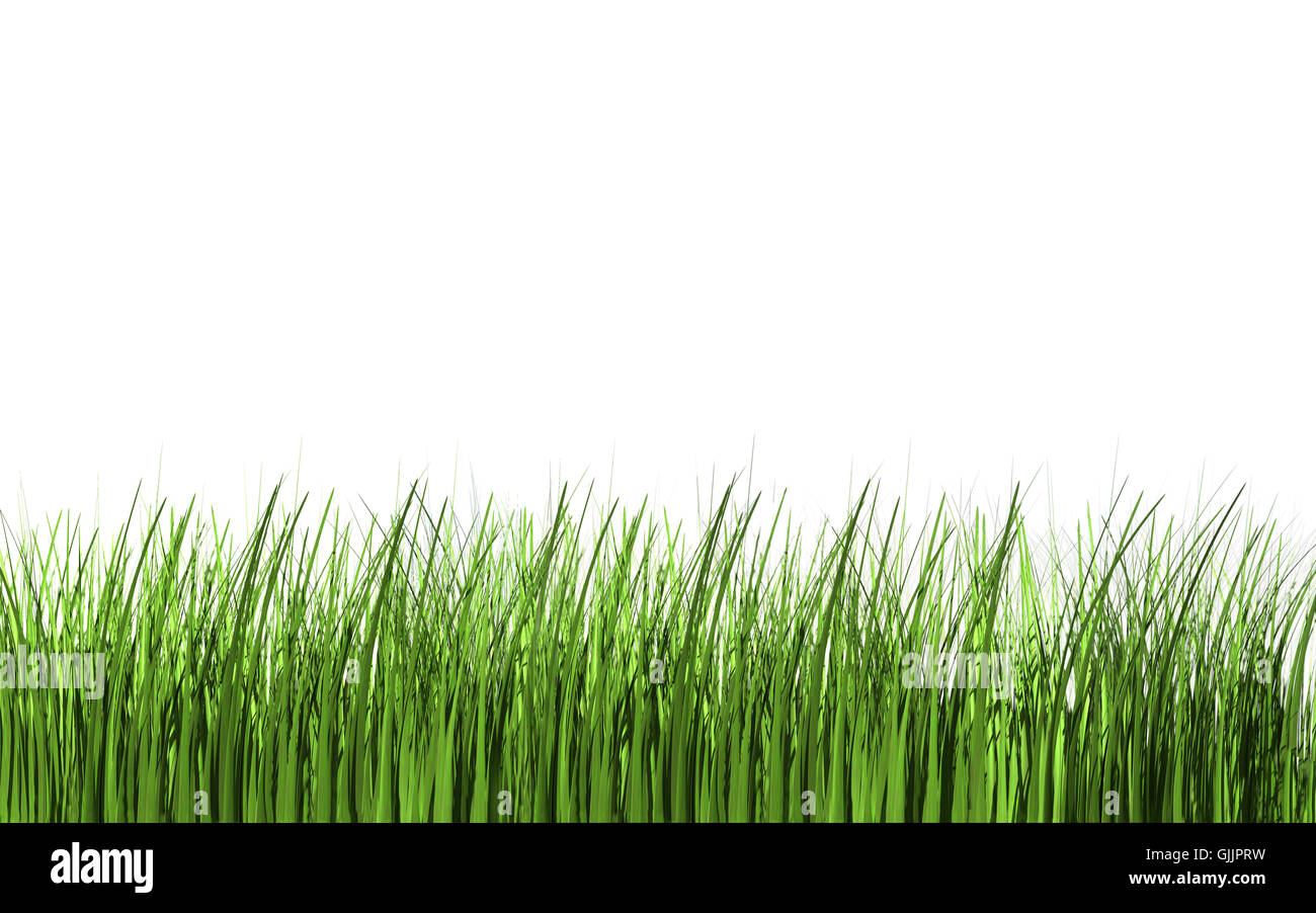 Blades Of Grass High Resolution Stock Photography and Images Alamy