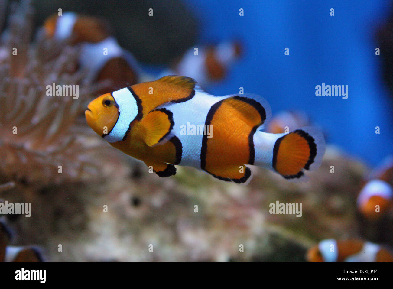 orange-ringed clownfish Stock Photo