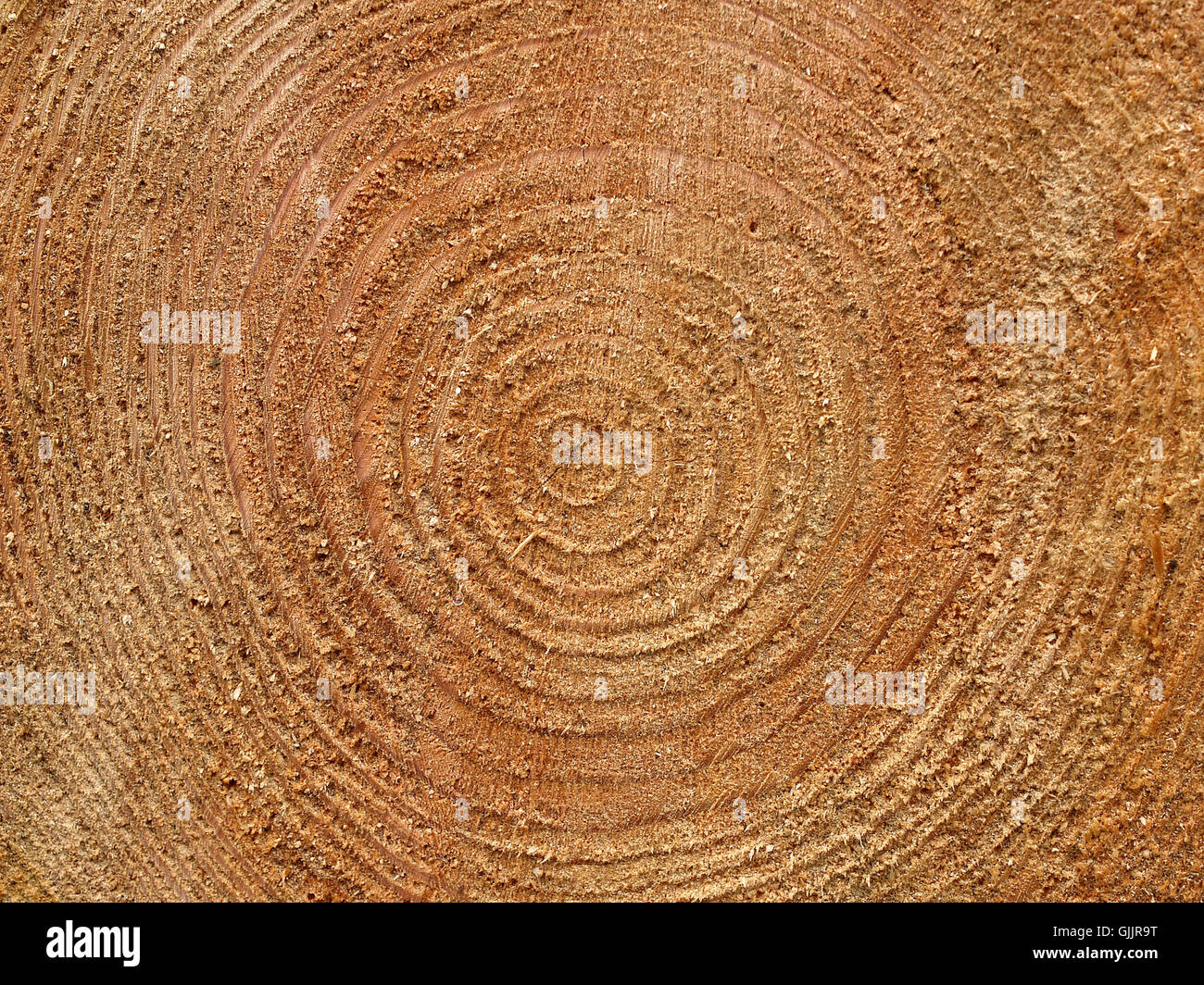 Tree rings count age tree hi-res stock photography and images - Alamy