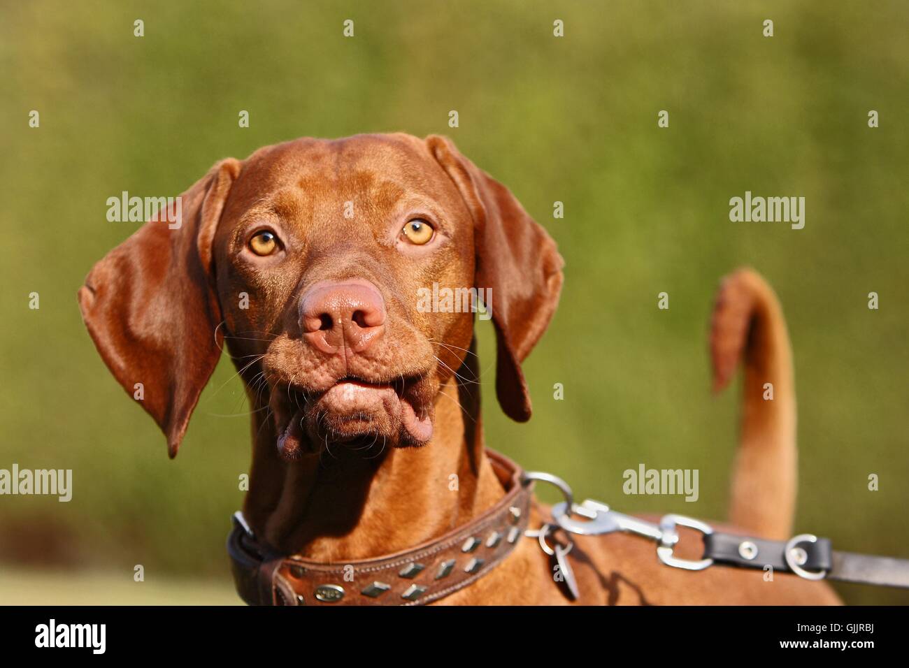 portrait dog leash Stock Photo