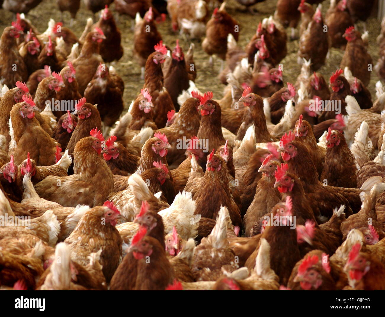 hello you see me yet Stock Photo - Alamy
