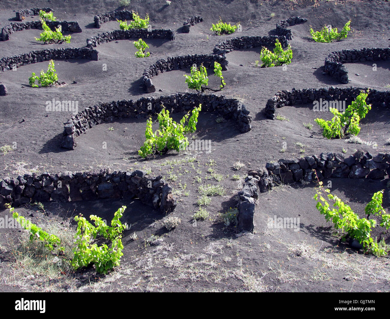 cultivation of wine vines ash Stock Photo