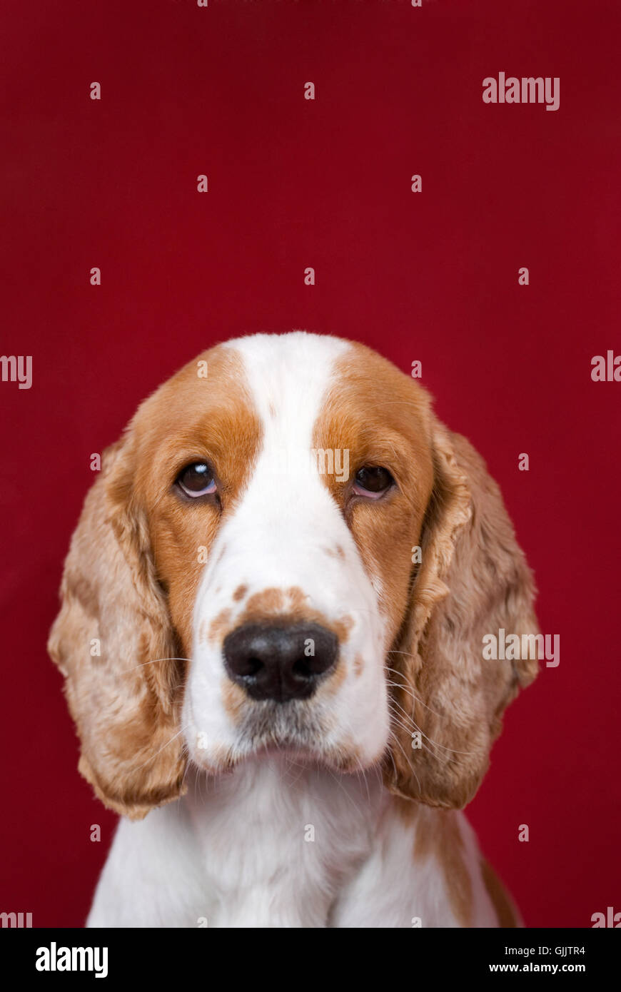 pet sad dog Stock Photo