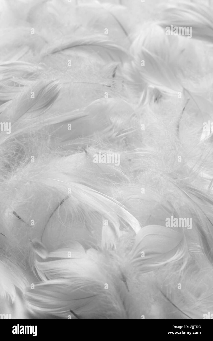 soft feathers feather Stock Photo