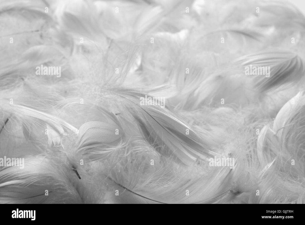 Angelic White feather background - small fluffy white feathers randomly  scattered forming a background Stock Photo