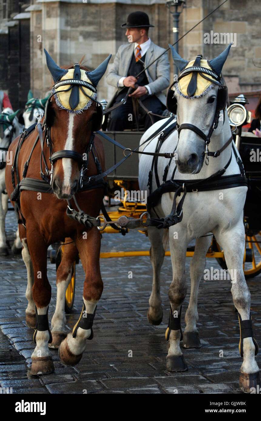 vienna horse horses Stock Photo Alamy
