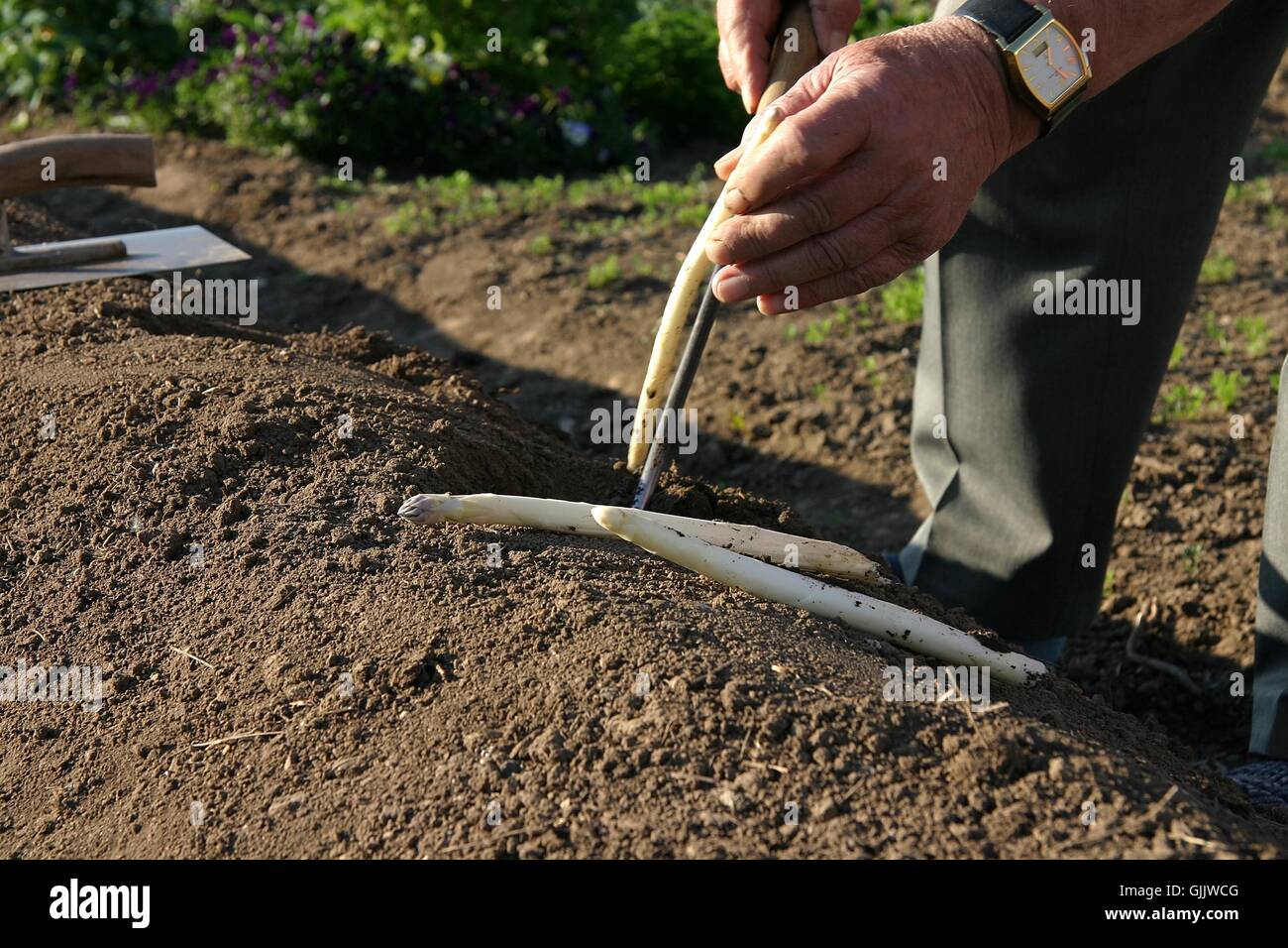 field vegetable asparagus Stock Photo Alamy
