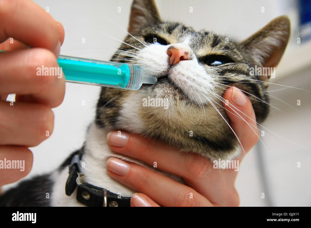 Как открыть рот кошке. Кот с лекарствами. Таблетку кошке в пасть. Кот и таблетки. Как дать кошке лекарство.