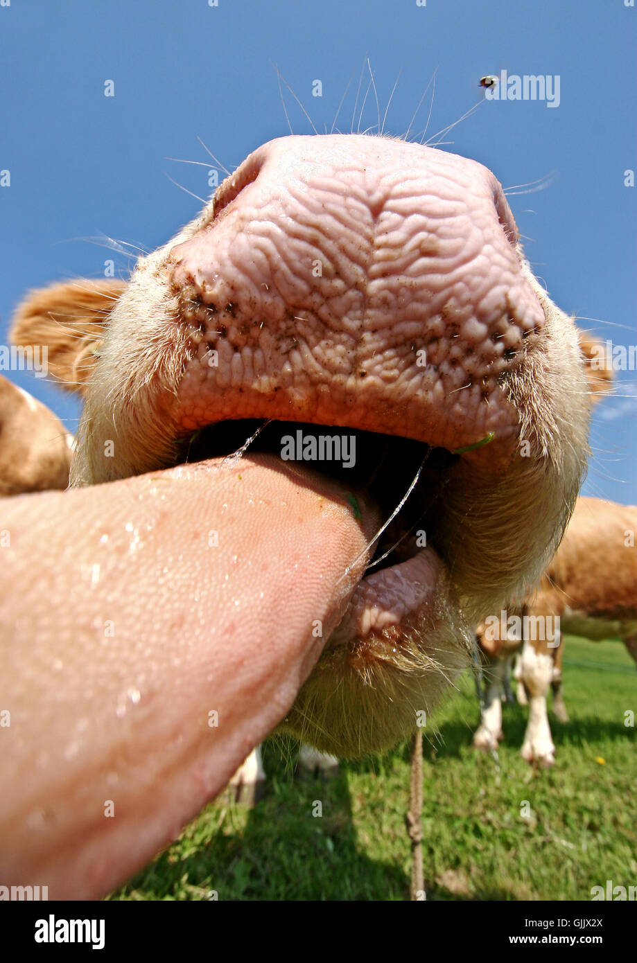 tongue cow cows Stock Photo