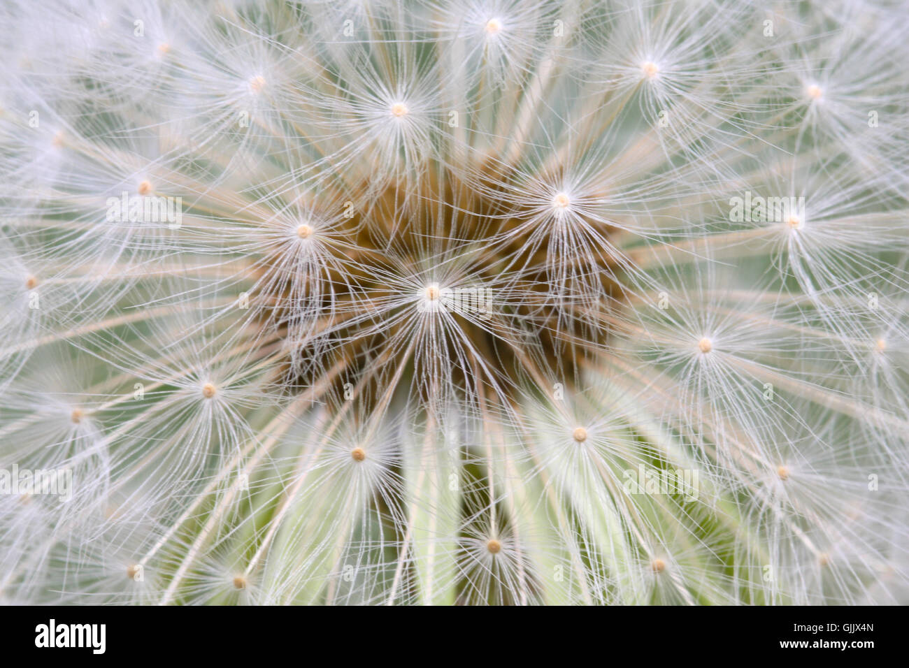 seed of life Stock Photo - Alamy