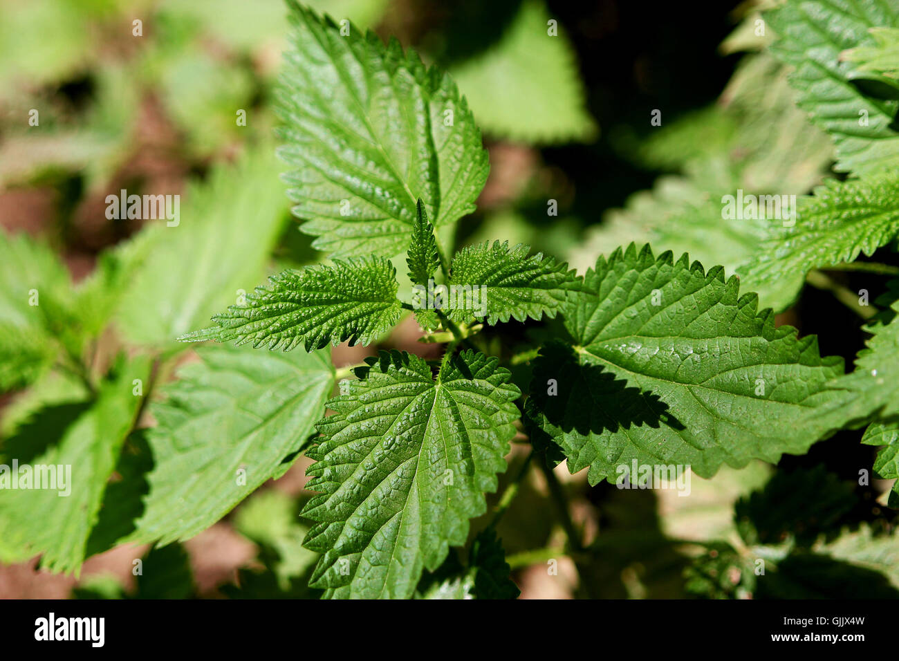 weed stinging nettle medicinal plant Stock Photo - Alamy