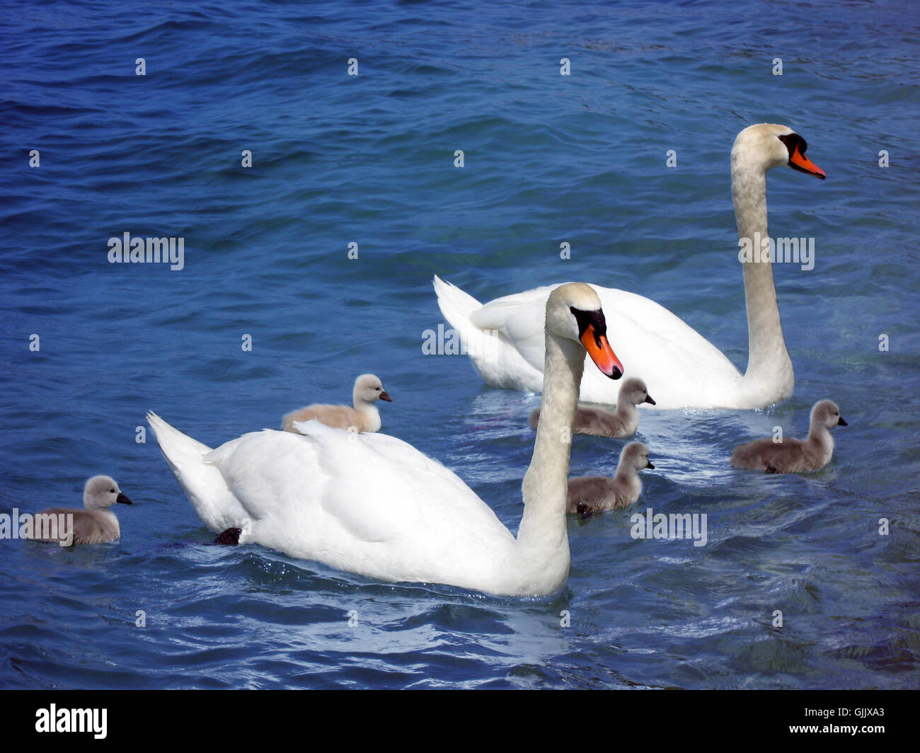 swan outing waterfowls Stock Photo