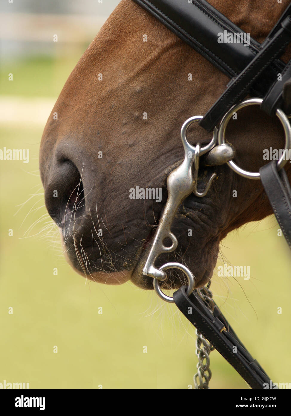 Bridle Mouth High Resolution Stock Photography and Images Alamy