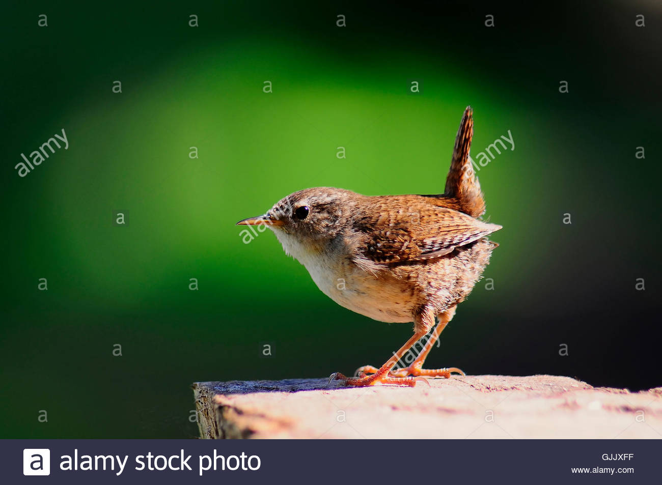  Tiny High Resolution Stock Photography and Images - Alamy