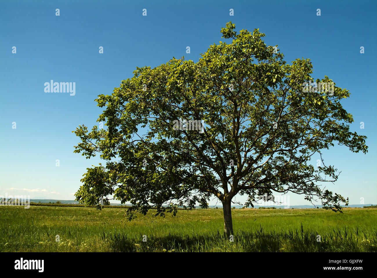 tree crown meadow Stock Photo