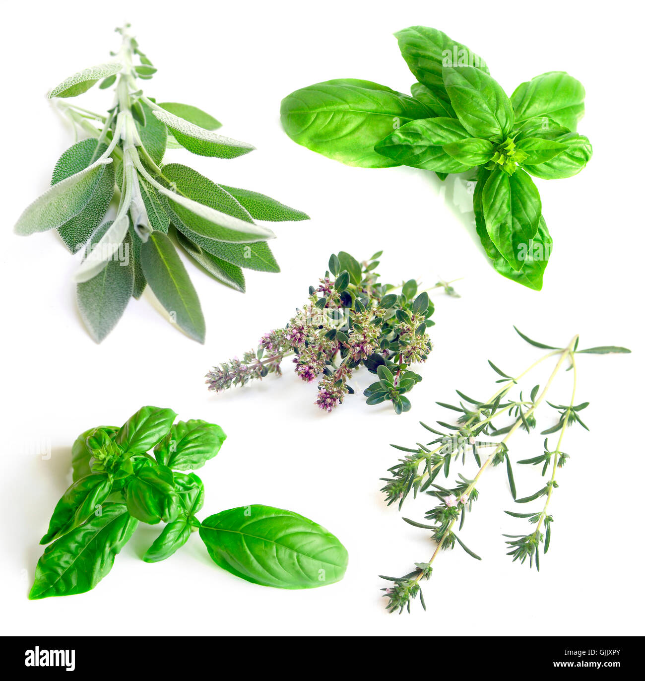 sweet spice basil Stock Photo Alamy