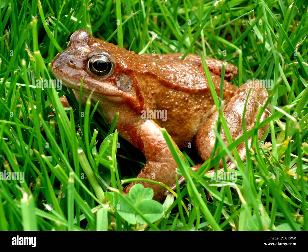 frog greenback tree frog Stock Photo - Alamy