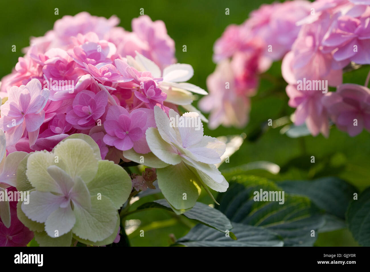 Kubelpflanze hires stock photography and images Alamy