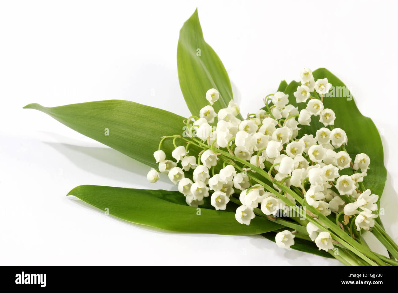 May flowers 2024