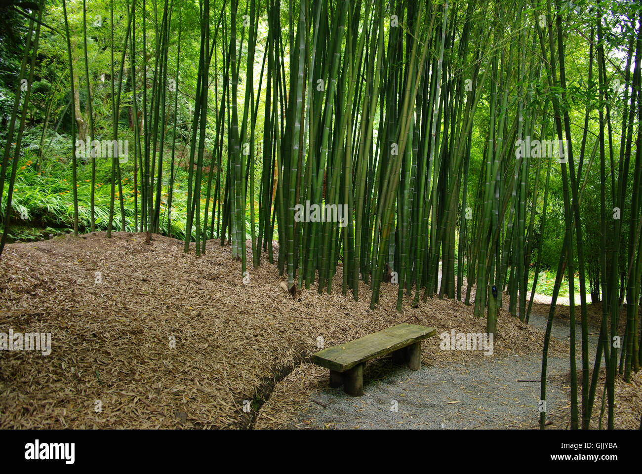 Bamboo garden set within Trebah Gardens, Cornwall, England Stock Photo