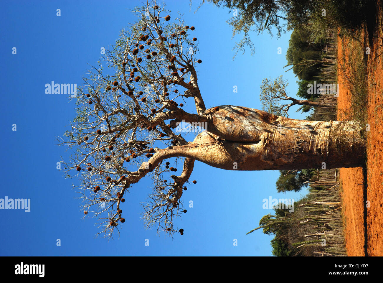 Baobab and madagascar hi-res stock photography and images - Alamy