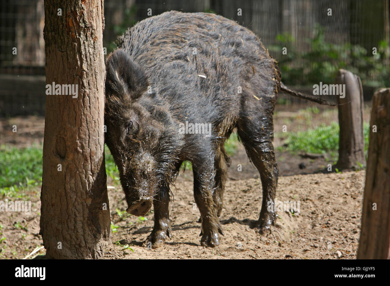 wild wild boar pig Stock Photo - Alamy