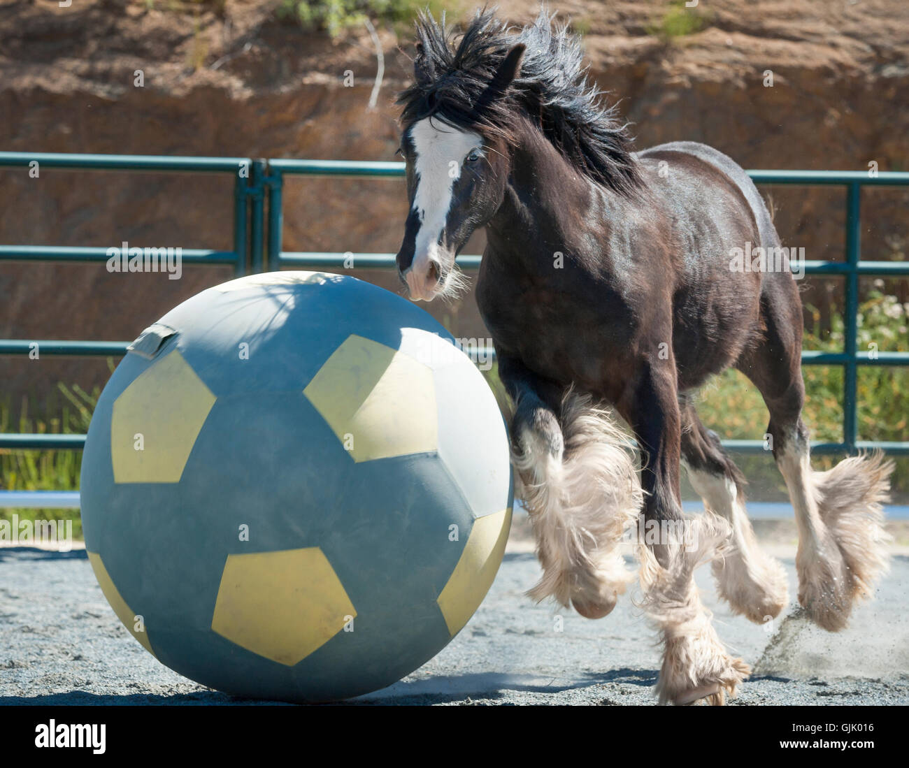 Gypsy Vanner Horse colt plays with huge ball in paddock Stock Photo