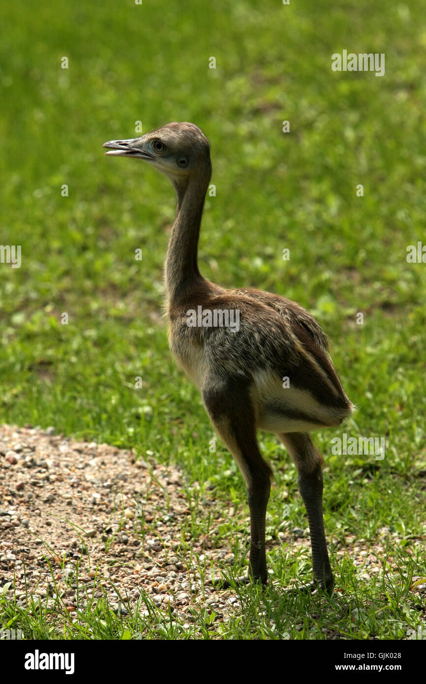 bird birds ostrich Stock Photo