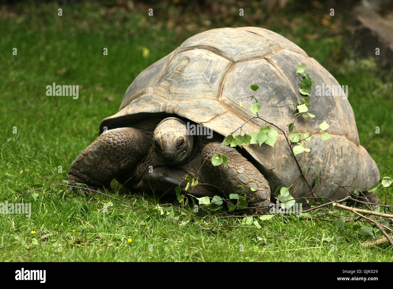 tortoise turtle reptiles Stock Photo