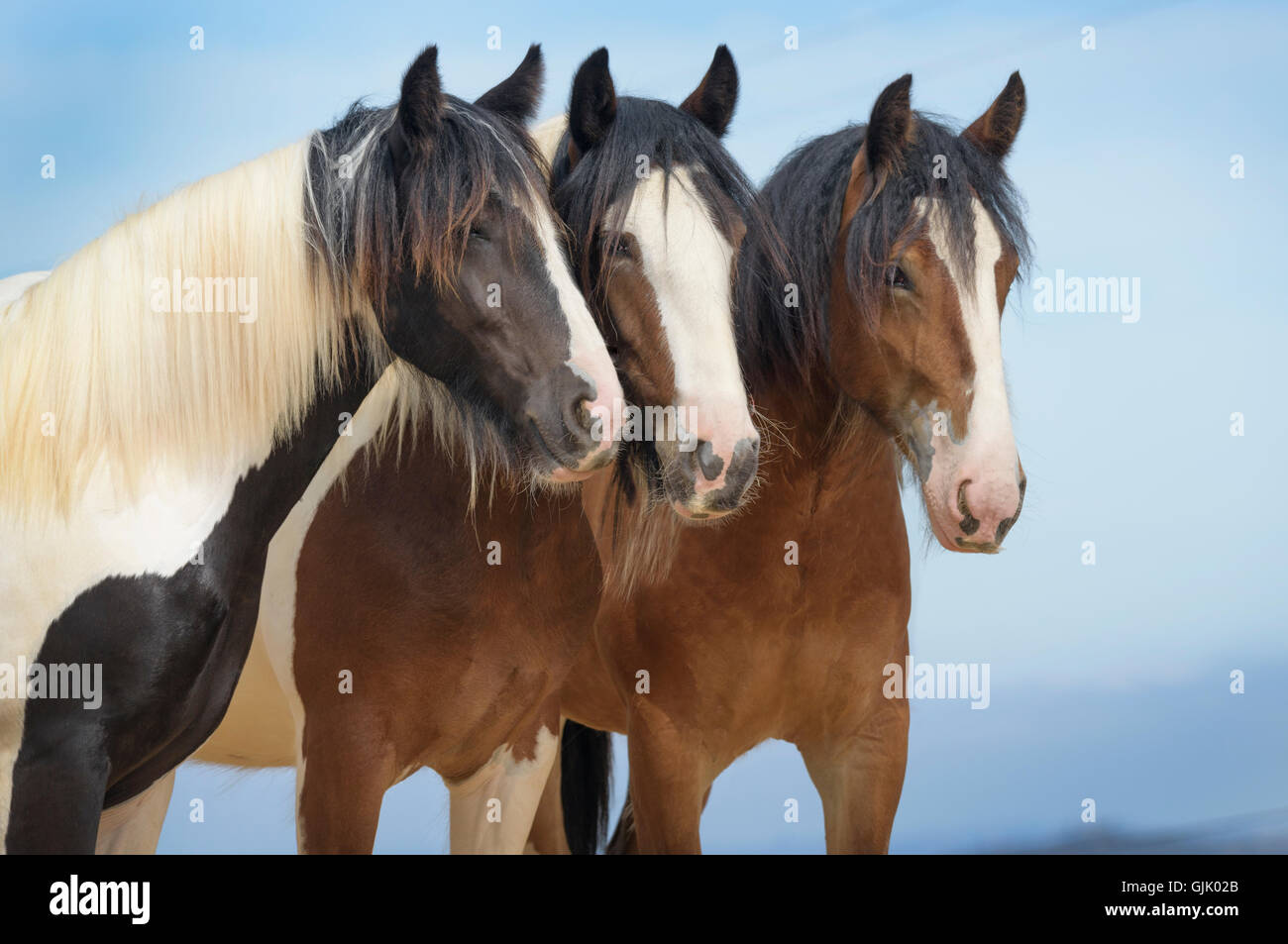 Three Gypsy Vanner Horse yearling fillies stand close together alertly Stock Photo