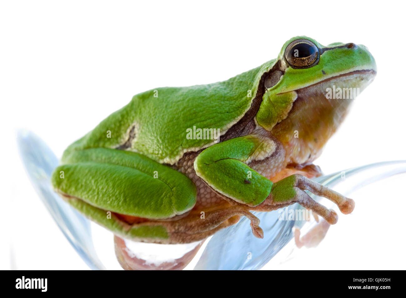 frog lawn green Stock Photo