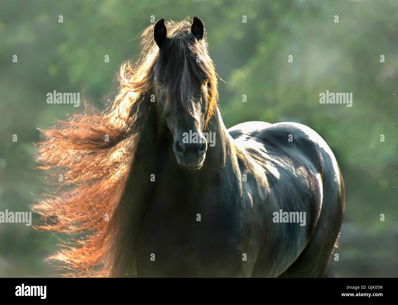 12 year old Friesian horse stallion with backlit mane flying Stock Photo