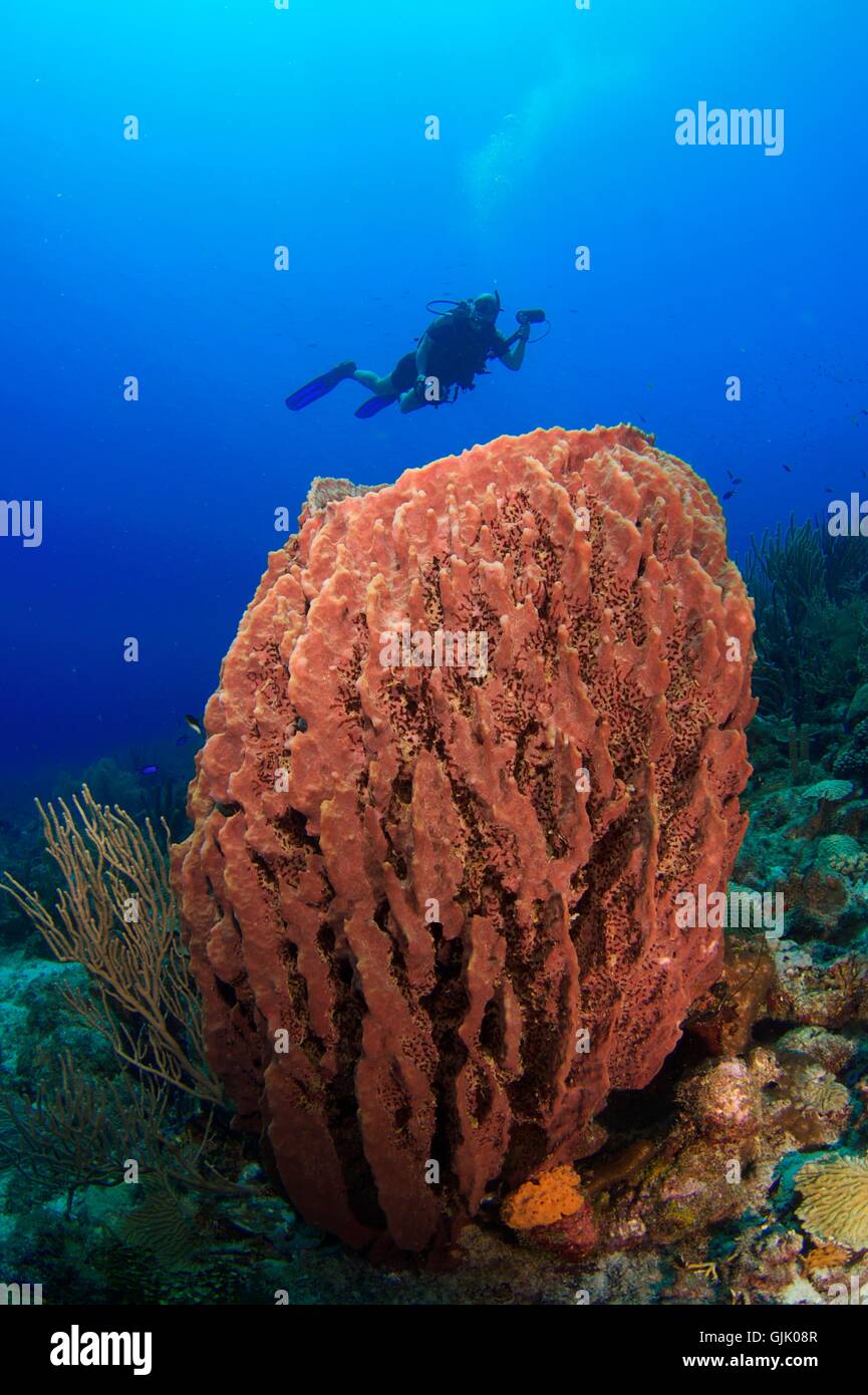 blue dive reef Stock Photo