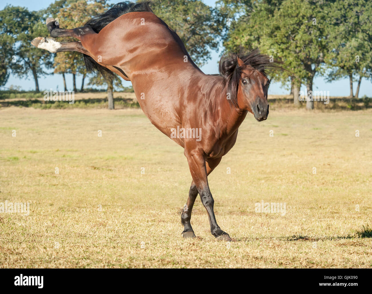 Bay Quarter Horse stallion bucking in play Stock Photo