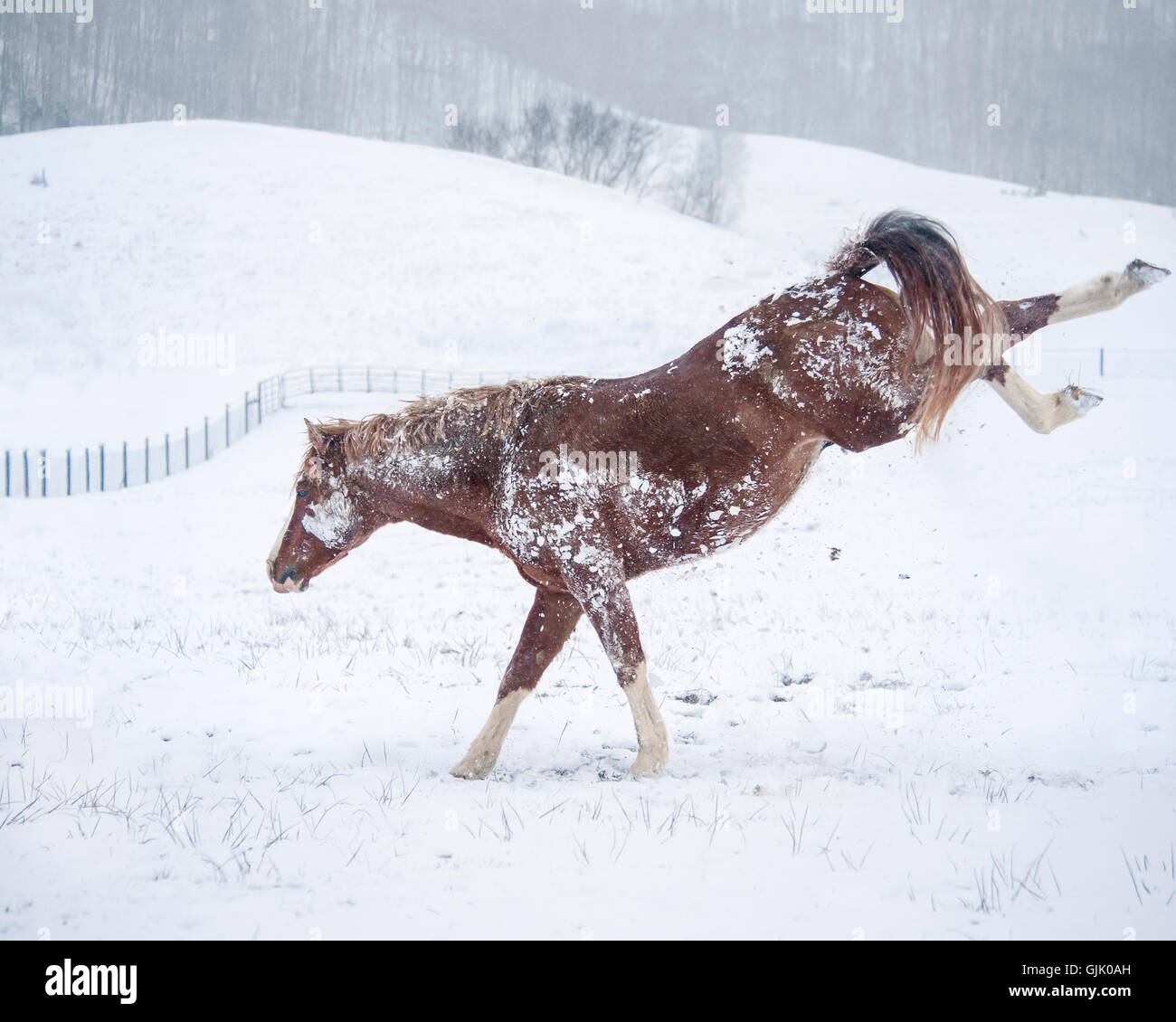 Warmblood stallion getting frisky in snow Stock Photo