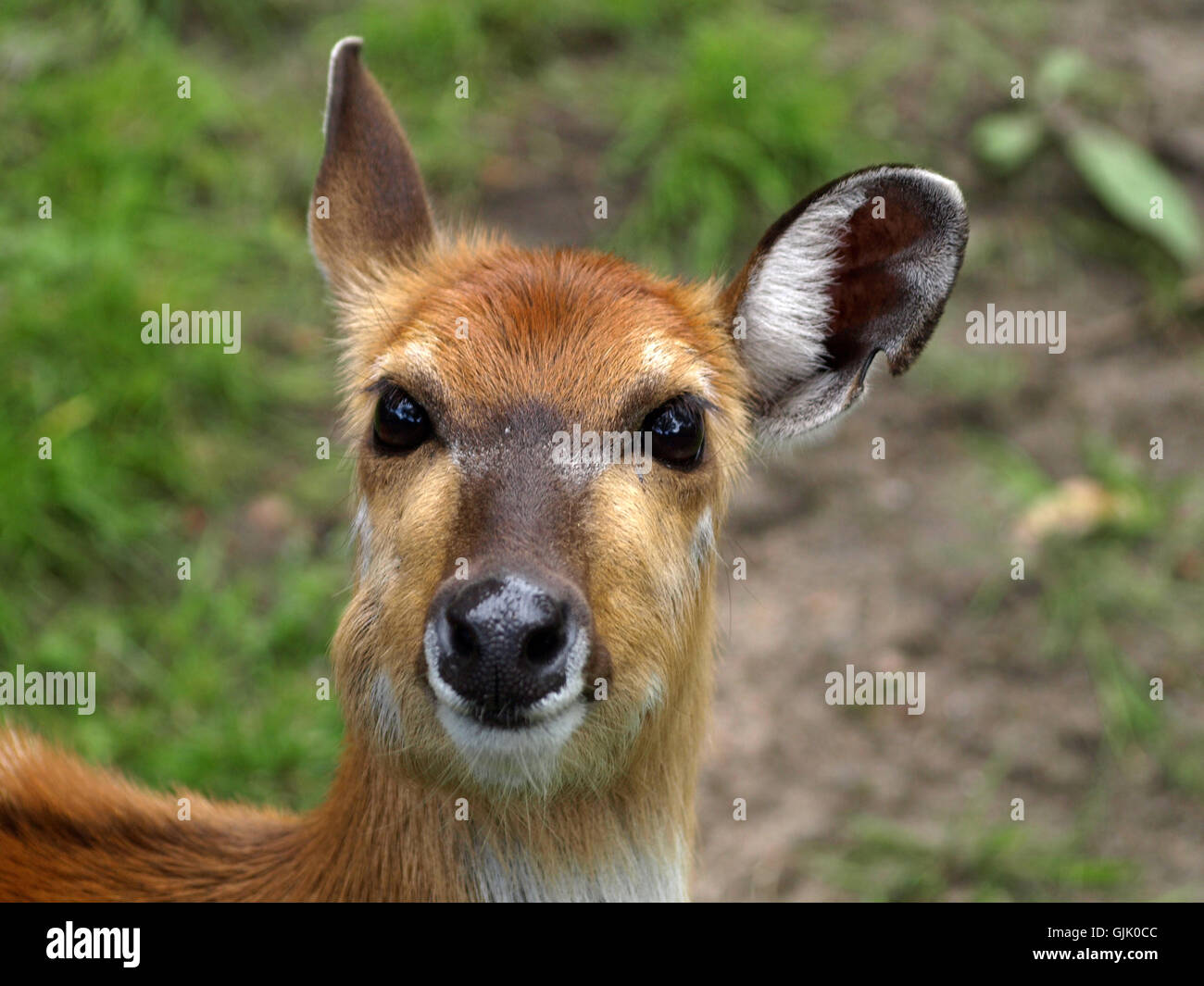 face portrait antelope Stock Photo