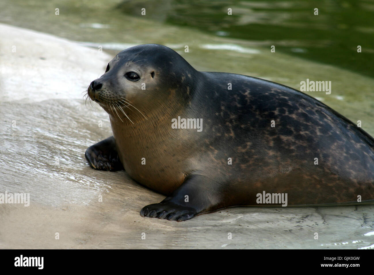 eyes seal animal Stock Photo