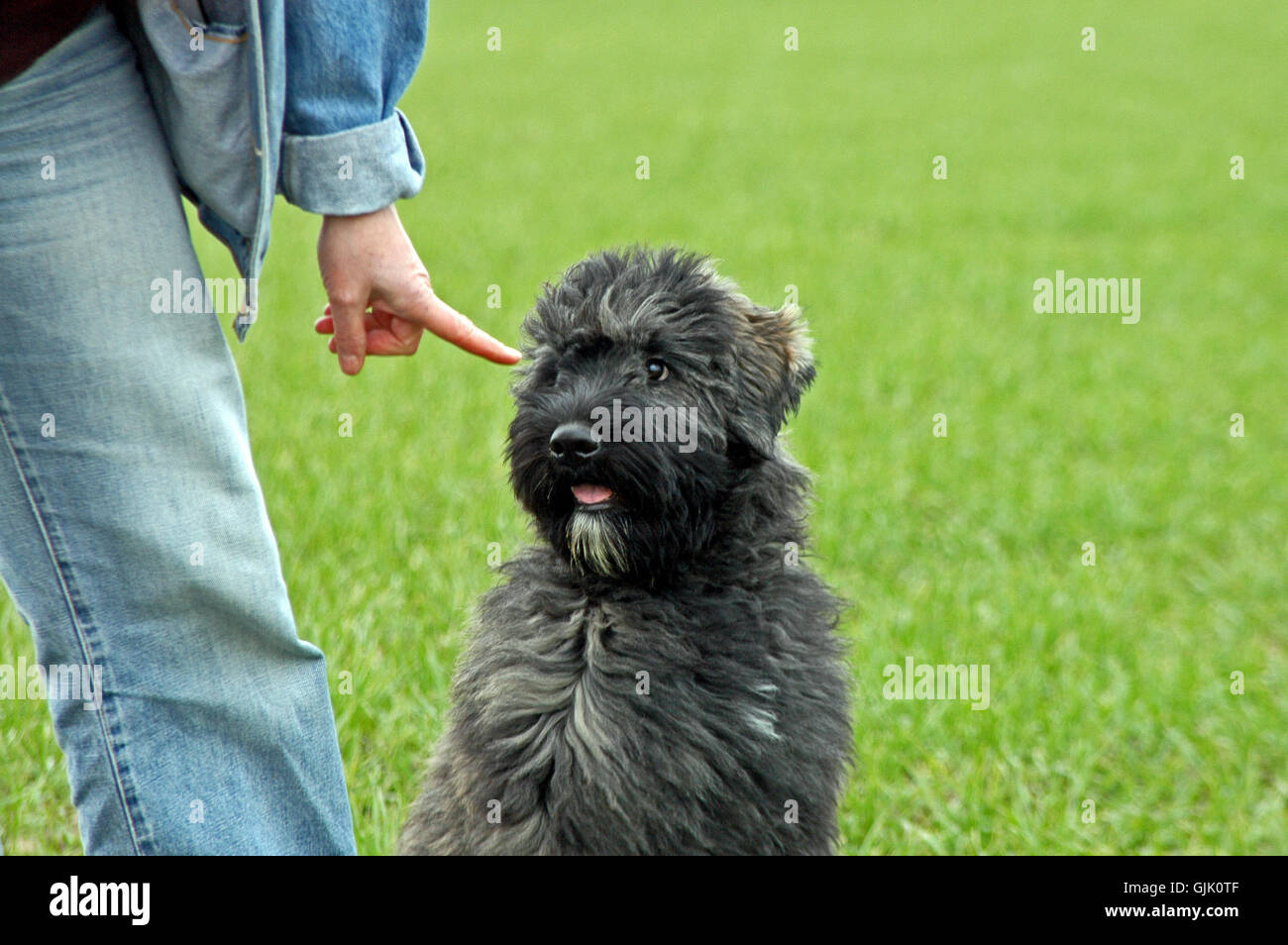Hundefuehrerschein hires stock photography and images Alamy
