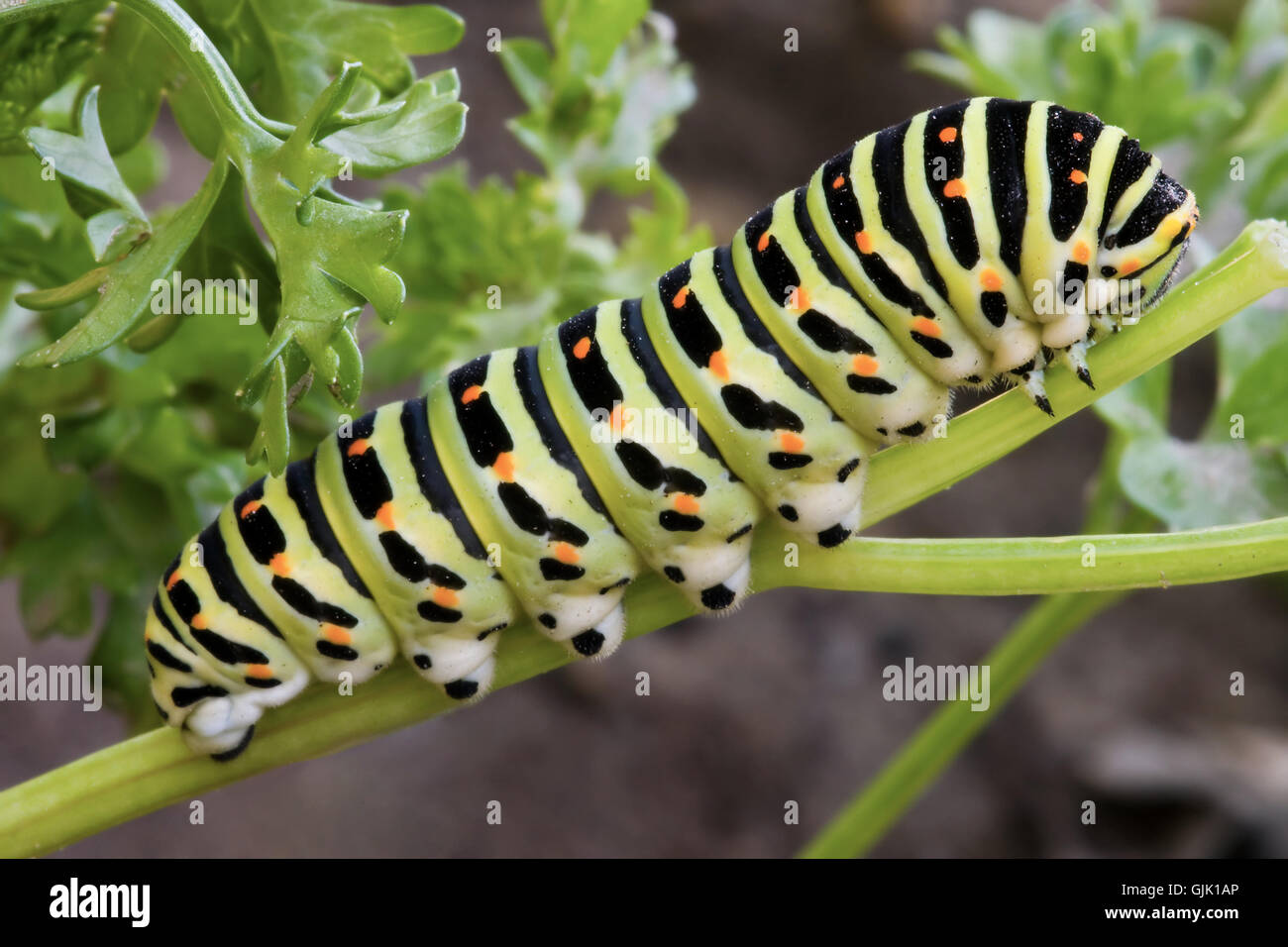 insect butterfly caterpillar Stock Photo