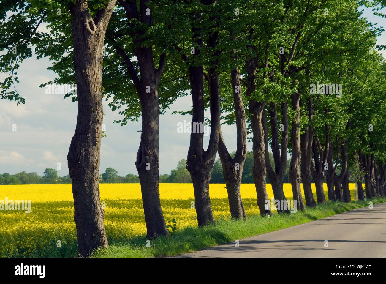 Tree row on field hi-res stock photography and images - Alamy