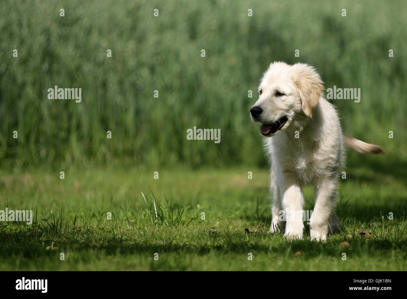 dog dogs golden Stock Photo