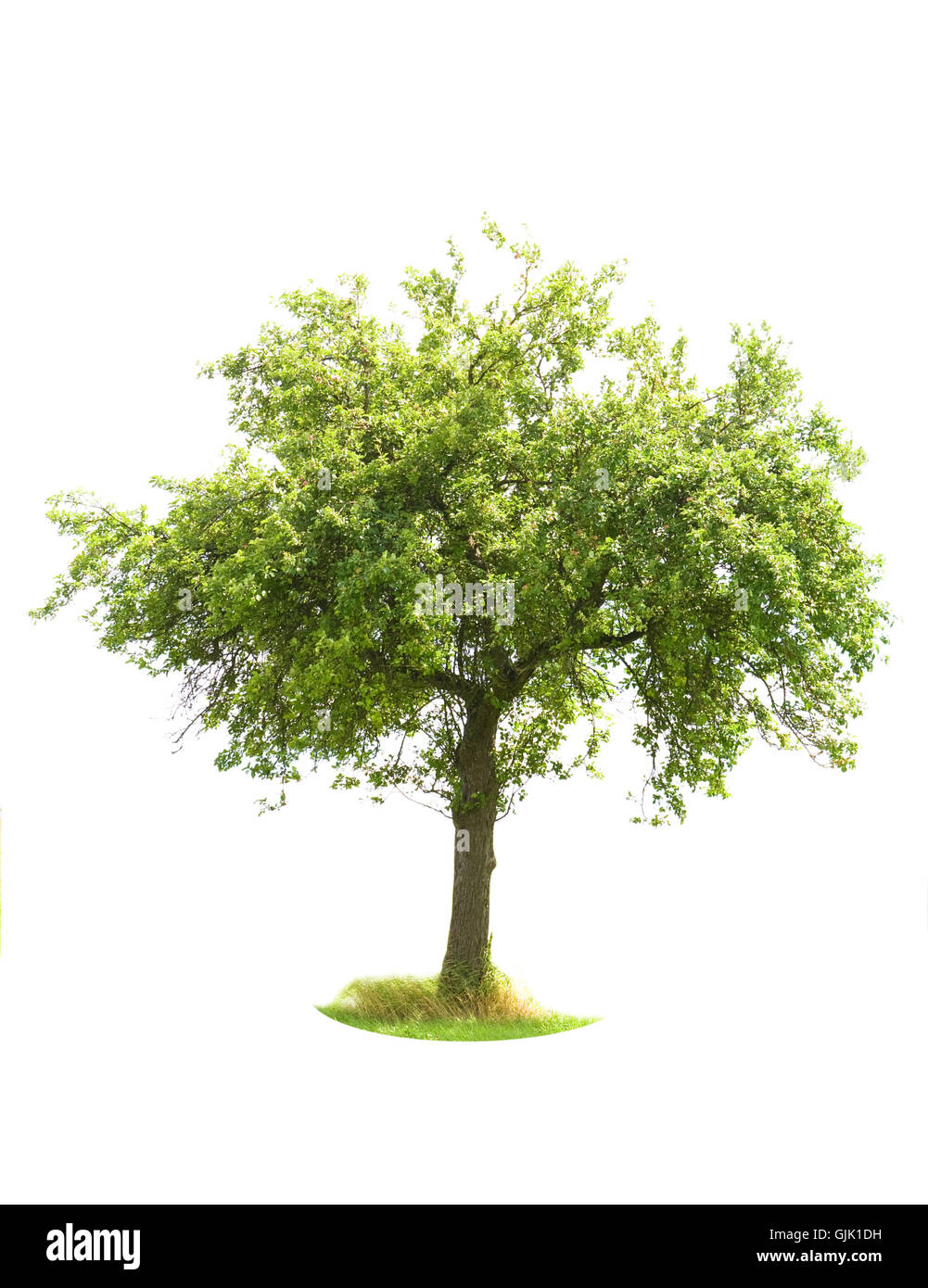 isolated tree fruit Stock Photo